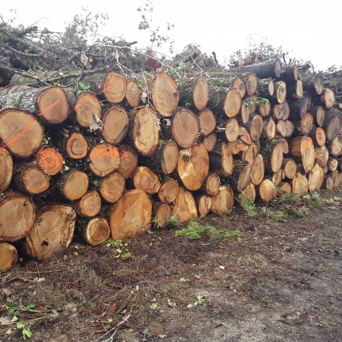 Venta de su madera por licitacin