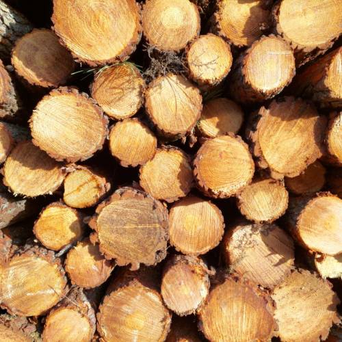 Venta de su madera por licitacin
