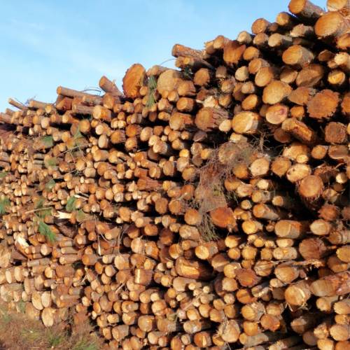 Venta de su madera por licitacin