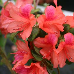 Azaleas - Venta Online de Azaleas