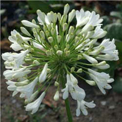 Agapanto (Agapanthus)