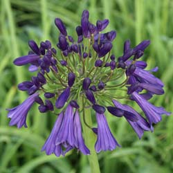 Agapanto (Agapanthus)