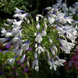 Agapanto (Agapanthus)