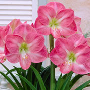 Venta Online de Bulbos para plantar en primavera